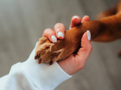 Personalised Dog Gifts for Owners: Everyday Ideas They'll Keep Using